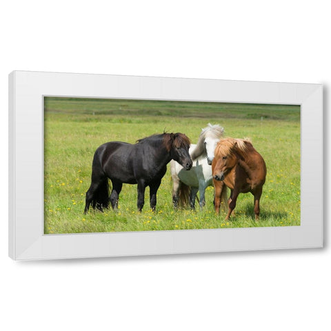 Horses on the ranch-south Iceland White Modern Wood Framed Art Print by Su, Keren