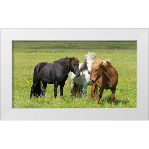 Horses on the ranch-south Iceland White Modern Wood Framed Art Print by Su, Keren