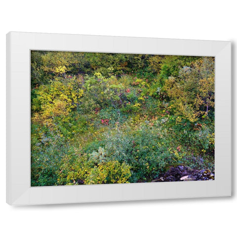 Colorful autumnal vegetation in Asbyrgi canyon in Vatnajokull National Park- Iceland White Modern Wood Framed Art Print by Zwick, Martin