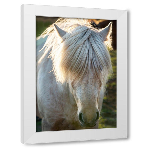 A shaggy horse in southern Iceland White Modern Wood Framed Art Print by Steve Mohlenkamp