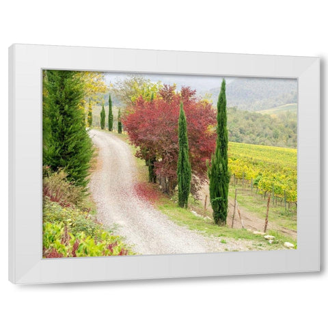 Italy-Chianti Gravel road winding through a vineyard in autumn in the Chianti region of Tuscany White Modern Wood Framed Art Print by Eggers, Julie