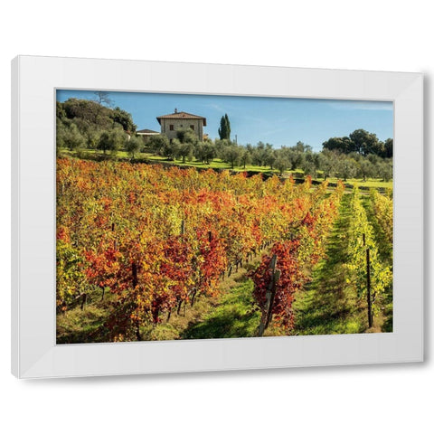 Italy-Chianti Vineyard in autumn in the Chianti region of Tuscany White Modern Wood Framed Art Print by Eggers, Julie