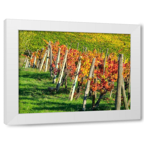 Italy-Chianti Vineyard in autumn in the Chianti region of Tuscany White Modern Wood Framed Art Print by Eggers, Julie