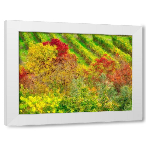 Italy-Chianti Fall colored trees in a vineyard White Modern Wood Framed Art Print by Eggers, Julie
