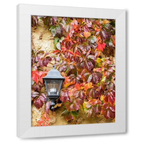 Italy-Chianti Climbing vine in fall colors and exterior lamp against a stone wall White Modern Wood Framed Art Print by Eggers, Julie