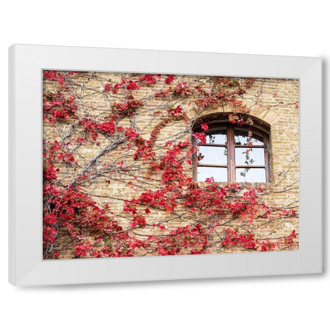 Italy-Chianti Red climbing ivy vine on a stone wall White Modern Wood Framed Art Print by Eggers, Julie