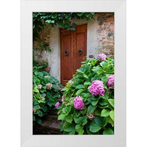 Italy-Tuscany-Pienza Hydrangeas at the entrance of a home in the streets of Pienza White Modern Wood Framed Art Print by Eggers, Julie