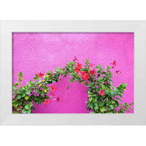Italy-Venice-Burano Island Vining flowers against a bright pink wall on Burano Island White Modern Wood Framed Art Print by Eggers, Julie