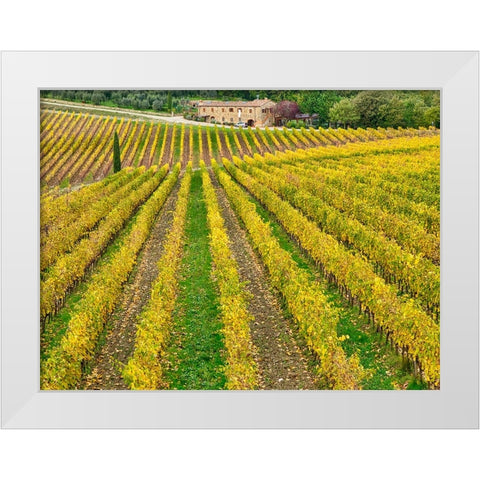 Italy-Tuscany Colorful vineyard in autumn White Modern Wood Framed Art Print by Eggers, Julie