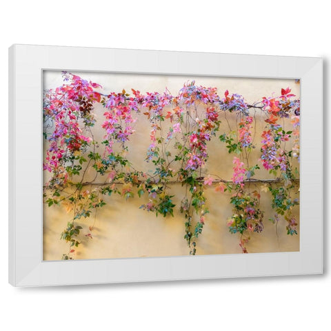 Italy-Tuscany-Pienza Colorful vines hanging on a wall along the streets White Modern Wood Framed Art Print by Eggers, Julie