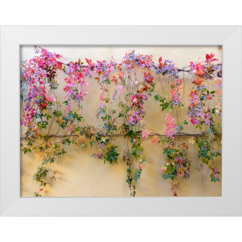 Italy-Tuscany-Pienza Colorful vines hanging on a wall along the streets White Modern Wood Framed Art Print by Eggers, Julie