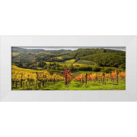 Italy-Tuscany Panoramic view of a colorful vineyard in the Tuscan landscape White Modern Wood Framed Art Print by Eggers, Julie
