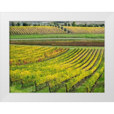 Italy-Tuscany Colorful vineyard in autumn White Modern Wood Framed Art Print by Eggers, Julie