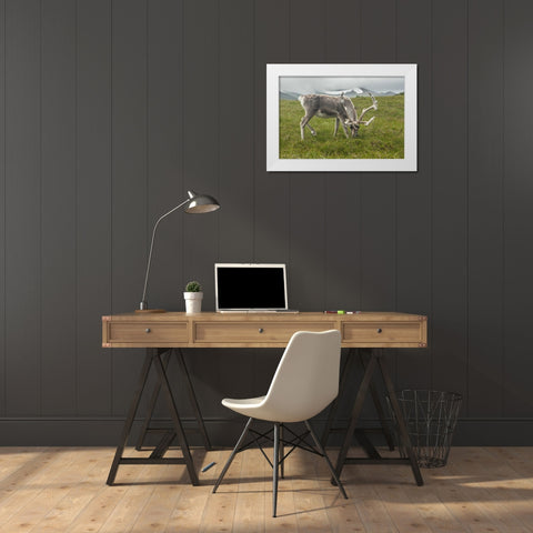 Europe, Scotland, Cairngorm NP Reindeer grazing White Modern Wood Framed Art Print by Illg, Cathy and Gordon