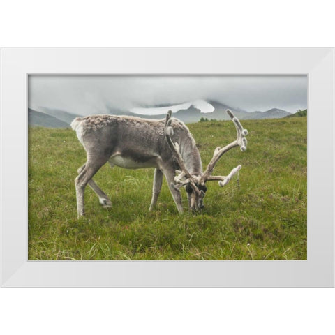 Europe, Scotland, Cairngorm NP Reindeer grazing White Modern Wood Framed Art Print by Illg, Cathy and Gordon