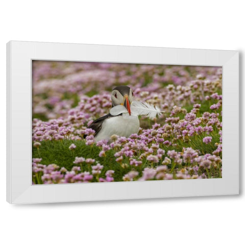 Scotland, Shetland Islands Atlantic puffin White Modern Wood Framed Art Print by Illg, Cathy and Gordon