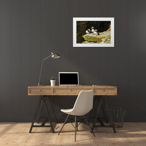 Scotland, Shetland Islands Atlantic puffins White Modern Wood Framed Art Print by Illg, Cathy and Gordon