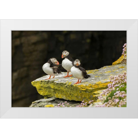 Scotland, Shetland Islands Atlantic puffins White Modern Wood Framed Art Print by Illg, Cathy and Gordon
