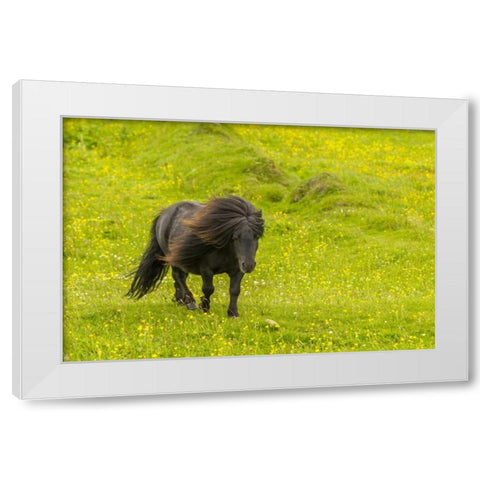 Scotland, Shetland Islands Shetland pony White Modern Wood Framed Art Print by Illg, Cathy and Gordon
