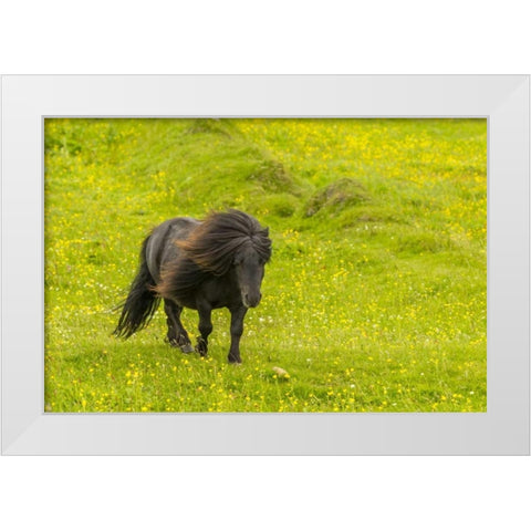 Scotland, Shetland Islands Shetland pony White Modern Wood Framed Art Print by Illg, Cathy and Gordon
