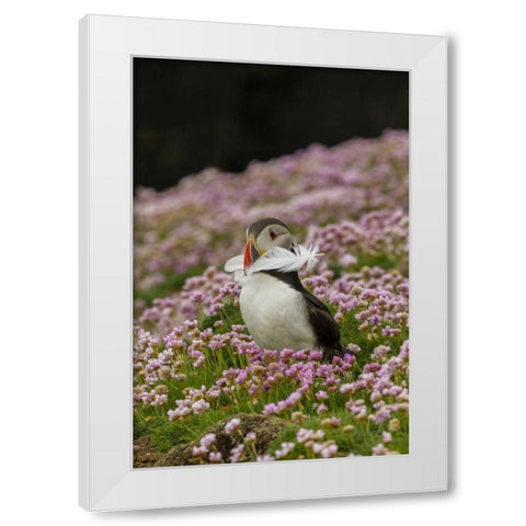 Scotland, Shetland Islands Atlantic puffin White Modern Wood Framed Art Print by Illg, Cathy and Gordon