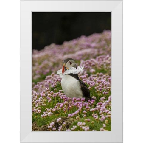 Scotland, Shetland Islands Atlantic puffin White Modern Wood Framed Art Print by Illg, Cathy and Gordon