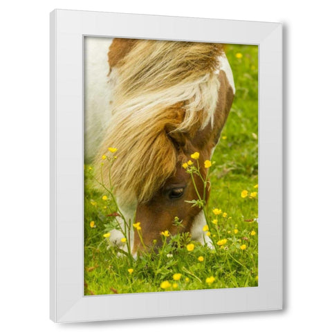 Scotland, Shetland Islands Shetland pony eating White Modern Wood Framed Art Print by Illg, Cathy and Gordon