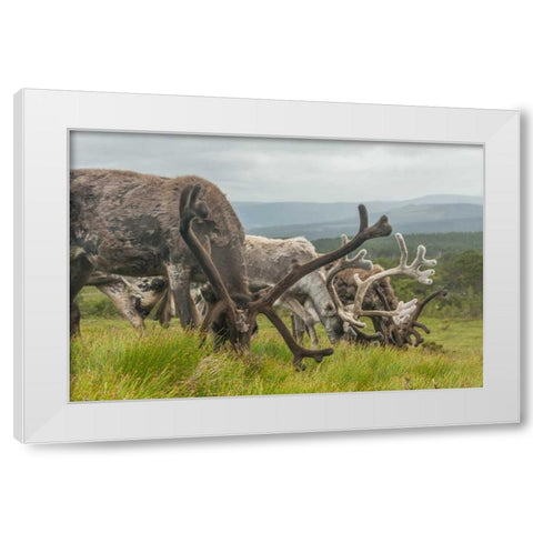 Europe, Scotland, Cairngorm NP Reindeers grazing White Modern Wood Framed Art Print by Illg, Cathy and Gordon