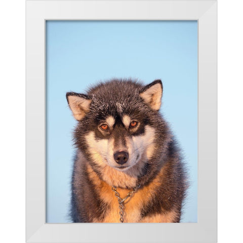 Sled dog during winter in Uummannaq in Greenland Dog teams are still draft animals White Modern Wood Framed Art Print by Zwick, Martin