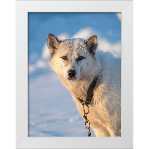 Sled dog during winter in Uummannaq in Greenland Dog teams are still draft animals White Modern Wood Framed Art Print by Zwick, Martin