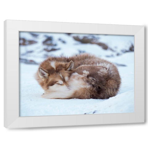 Sled dog during winter in Uummannaq in Greenland Dog teams are still draft animals White Modern Wood Framed Art Print by Zwick, Martin