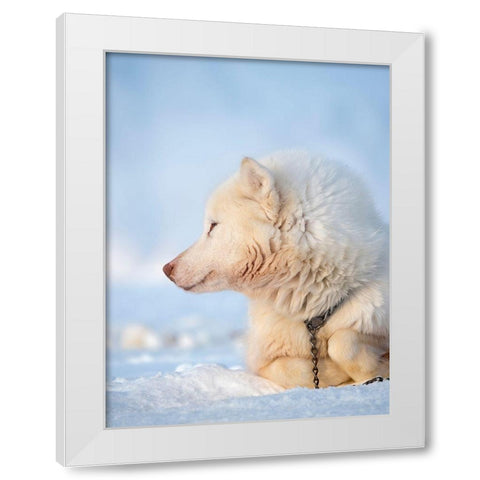 Sled dog during winter in Uummannaq in Greenland Dog teams are still draft animals White Modern Wood Framed Art Print by Zwick, Martin