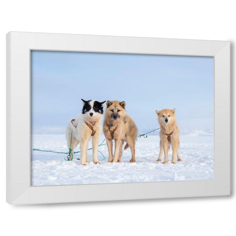 Sled dog during winter in Uummannaq in Greenland White Modern Wood Framed Art Print by Zwick, Martin