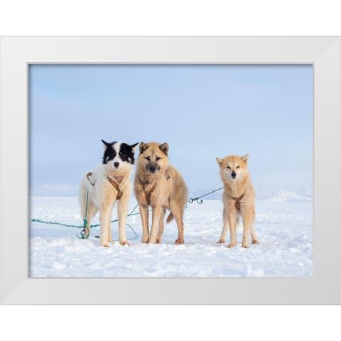 Sled dog during winter in Uummannaq in Greenland  White Modern Wood Framed Art Print by Zwick, Martin