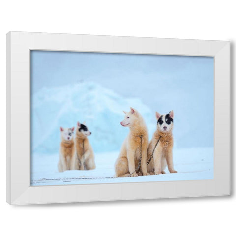 Sled dog during winter in Uummannaq in Greenland  White Modern Wood Framed Art Print by Zwick, Martin