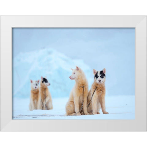 Sled dog during winter in Uummannaq in Greenland  White Modern Wood Framed Art Print by Zwick, Martin