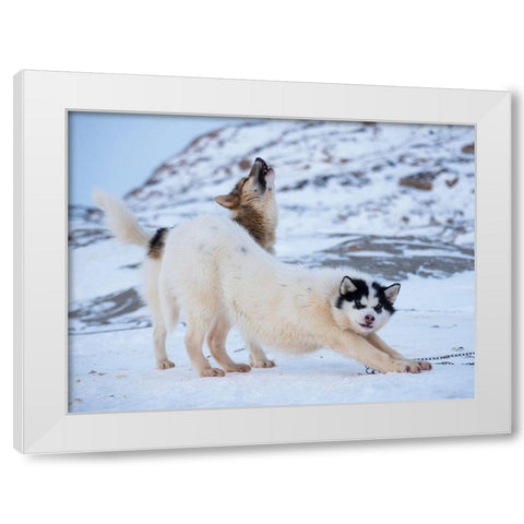 Sled dog during winter in Uummannaq in Greenland  White Modern Wood Framed Art Print by Zwick, Martin