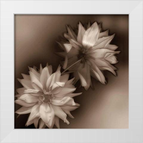 Sepia tone Dahlia White Modern Wood Framed Art Print by Miller, Anna
