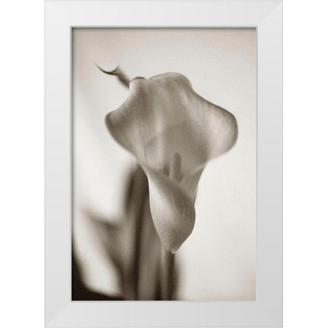 Sepia tone Calla Lily White Modern Wood Framed Art Print by Miller, Anna