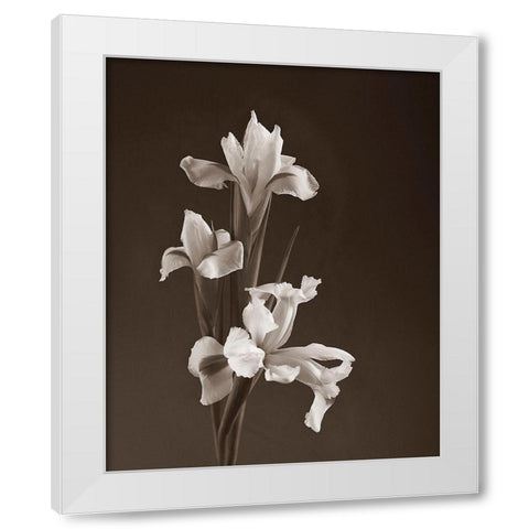 Sepia tone Iris White Modern Wood Framed Art Print by Miller, Anna