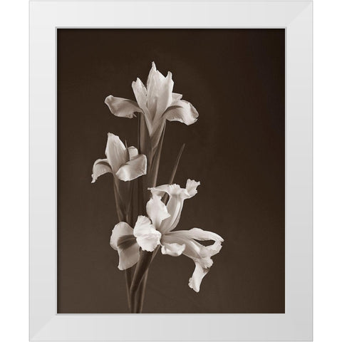 Sepia tone Iris White Modern Wood Framed Art Print by Miller, Anna