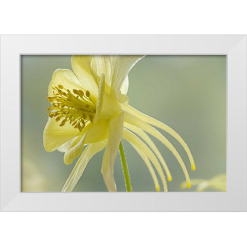 Close-up of yellow columbine flower White Modern Wood Framed Art Print by Paulson, Don
