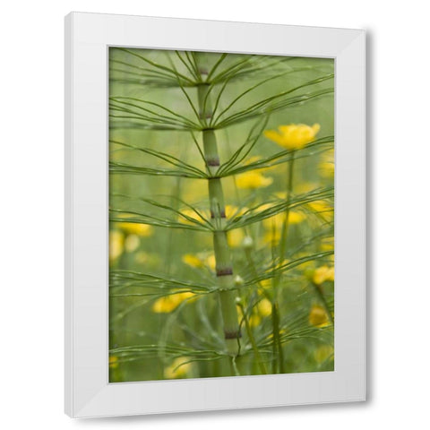 Horsetail plant and buttercup flowers White Modern Wood Framed Art Print by Paulson, Don