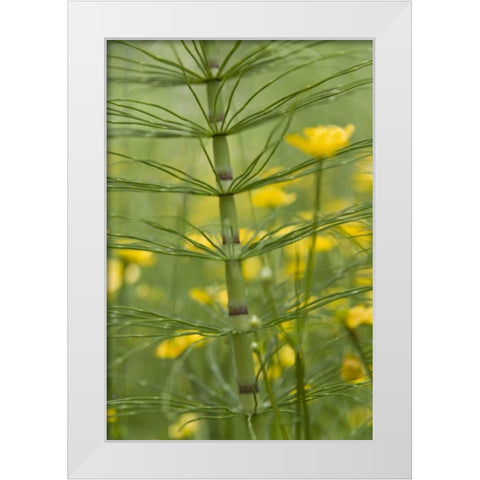 Horsetail plant and buttercup flowers White Modern Wood Framed Art Print by Paulson, Don
