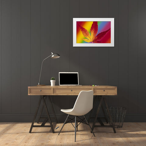 Abstract of autumn-colored Japanese maple leaf White Modern Wood Framed Art Print by Satushek, Steve