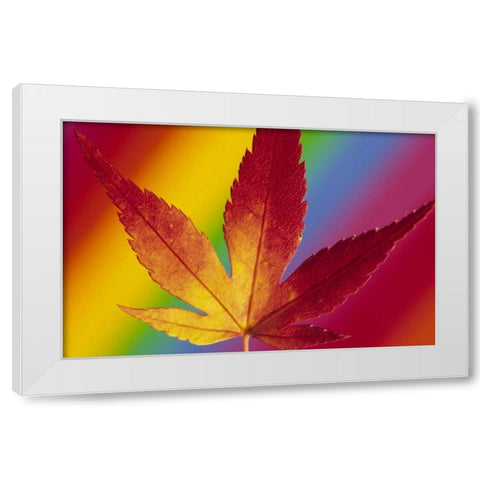 Abstract of autumn-colored Japanese maple leaf White Modern Wood Framed Art Print by Satushek, Steve