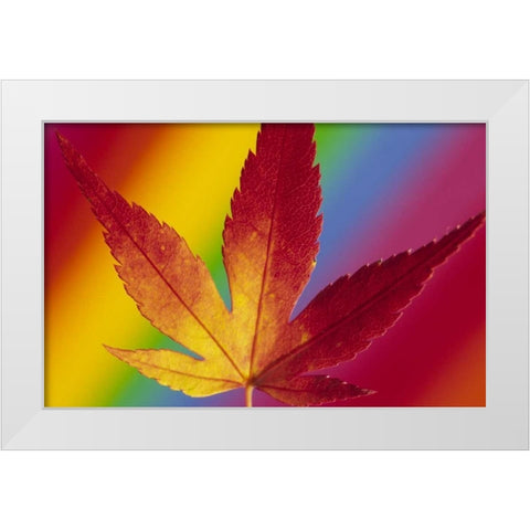 Abstract of autumn-colored Japanese maple leaf White Modern Wood Framed Art Print by Satushek, Steve