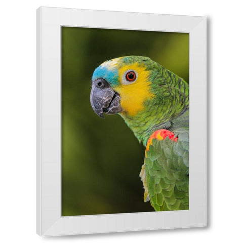 Blue fronted Amazon parrot-native to South America White Modern Wood Framed Art Print by Jones, Adam