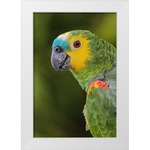 Blue fronted Amazon parrot-native to South America White Modern Wood Framed Art Print by Jones, Adam
