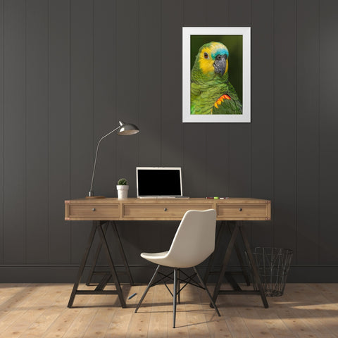 Blue fronted Amazon parrot-native to South America White Modern Wood Framed Art Print by Jones, Adam